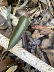 Prescottia stachyodes