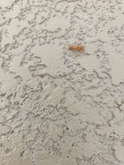 Formica pallidefulva