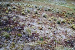 Lepidium solandri
