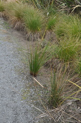 Isolepis cernua
