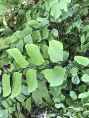 Adiantum