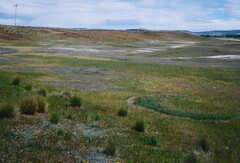 Lepidium solandri