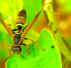 Polistes pacificus