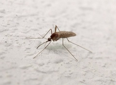 Culiseta inornata