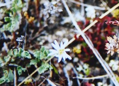 Vittadinia australis