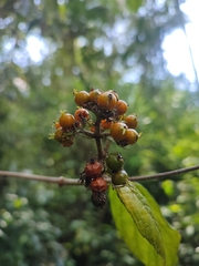 Coptosperma