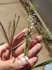 Melinis repens