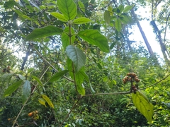 Coptosperma