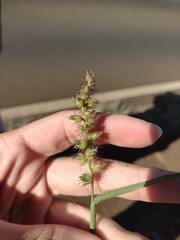 Cenchrus echinatus