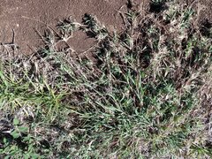 Bothriochloa pertusa