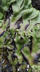 Marchantia plicata