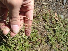 Eragrostis tenuifolia