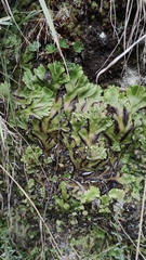 Marchantia plicata