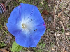 Ipomoea tricolor