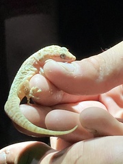 Phyllodactylus homolepidurus