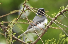 Myiagra cyanoleuca