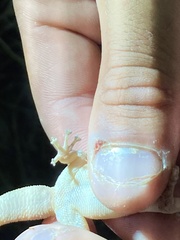 Phyllodactylus homolepidurus