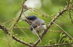 Myiagra cyanoleuca