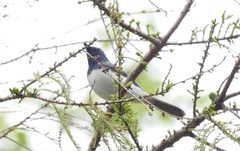 Myiagra cyanoleuca