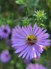 Symphyotrichum oblongifolium