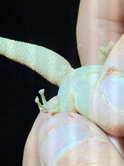 Phyllodactylus homolepidurus