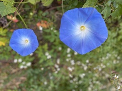 Ipomoea tricolor