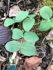 Lathyrus ochroleucus