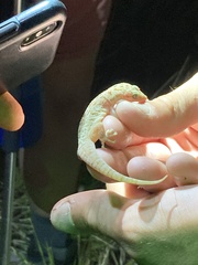 Phyllodactylus homolepidurus