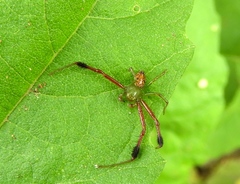 Parasynema cirripes