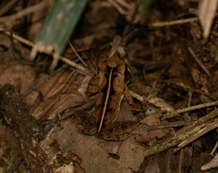 Rhinella ornata