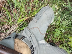 Chamaesaura macrolepis