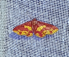 Lophosis labeculata
