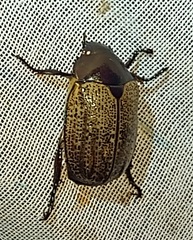 Callistethus cupricollis