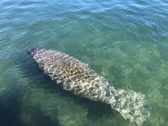 Trichechus manatus latirostris