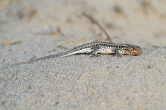 Liolaemus wiegmannii