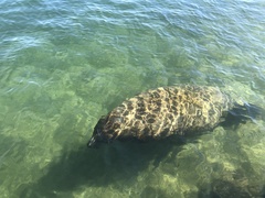 Trichechus manatus latirostris
