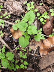 Lamium amplexicaule