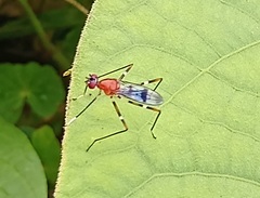 Taeniapterinae