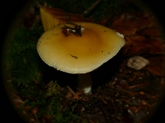 Amanita junquillea