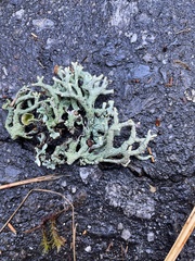 Hypogymnia imshaugii