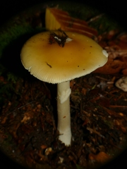 Amanita junquillea
