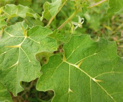 Solanum viarum
