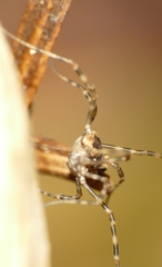 Platybunus pinetorum