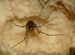 Platybunus pinetorum