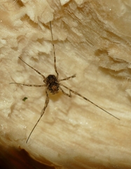 Platybunus pinetorum