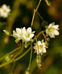 Spergula arvensis
