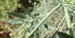 Psoralea axillaris