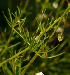 Spergula arvensis
