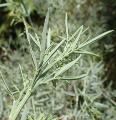 Psoralea axillaris