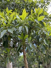 Lophostemon confertus